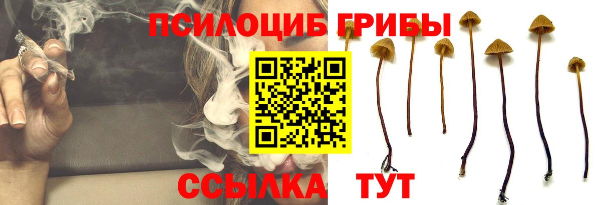 Псилоцибиновые грибы Psilocybine cubensis Великий Новгород